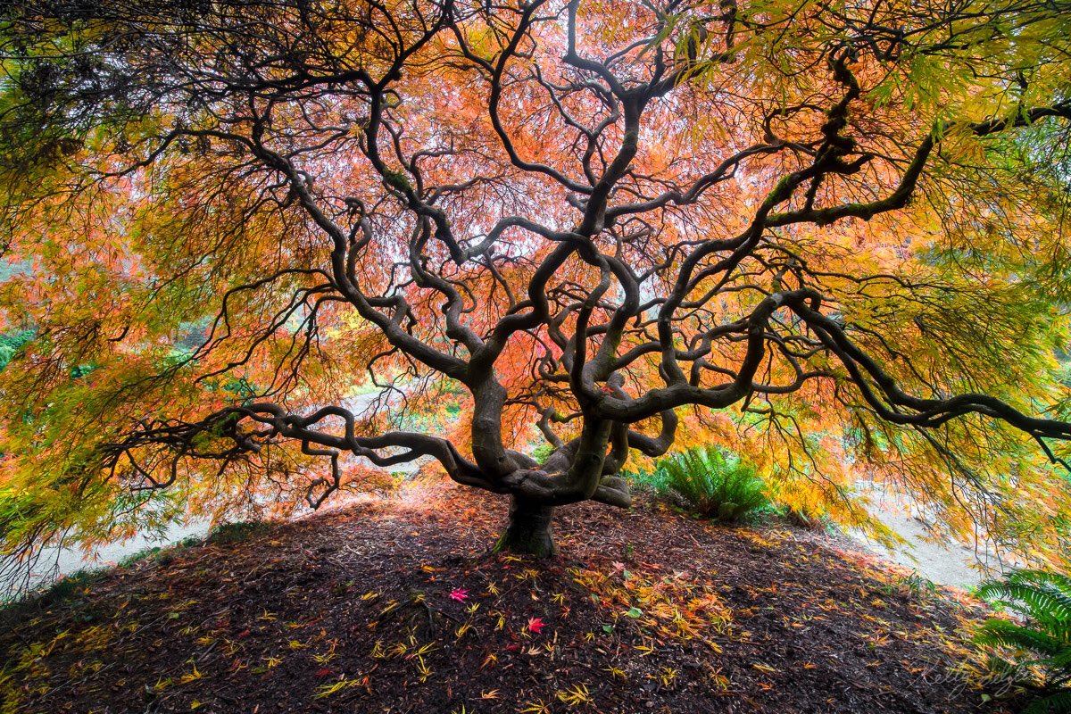 Maple tree in Kubota Gardens, Seattle.
#trees #beautiful #nature #EarthDay2022  #savetheplanet #savetheearth