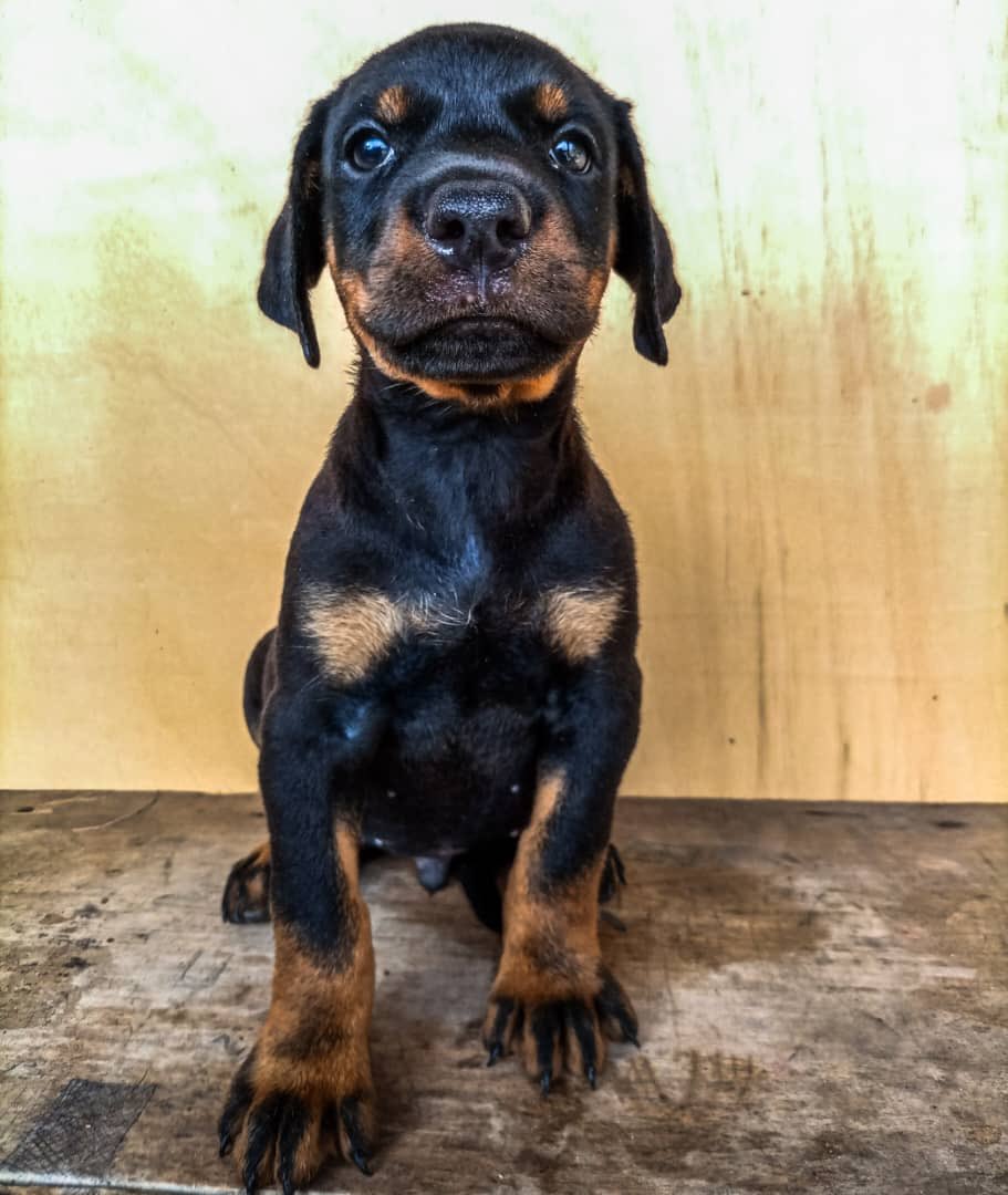 Tata_Passi's tweet photo. Je vends des chiots de race : 

• 5 chiots Dobermann : 
->2 femelles et 3 mâles.
-> 53jours
-> 200.000 Fcfa 

Mon WhatsApp : 673 887 387 

Ou alors en Appel Normal 

Douala _ Bonamoussadi 😚

Merci de Retweeter svp https://t.co/TVu2pyjOW4