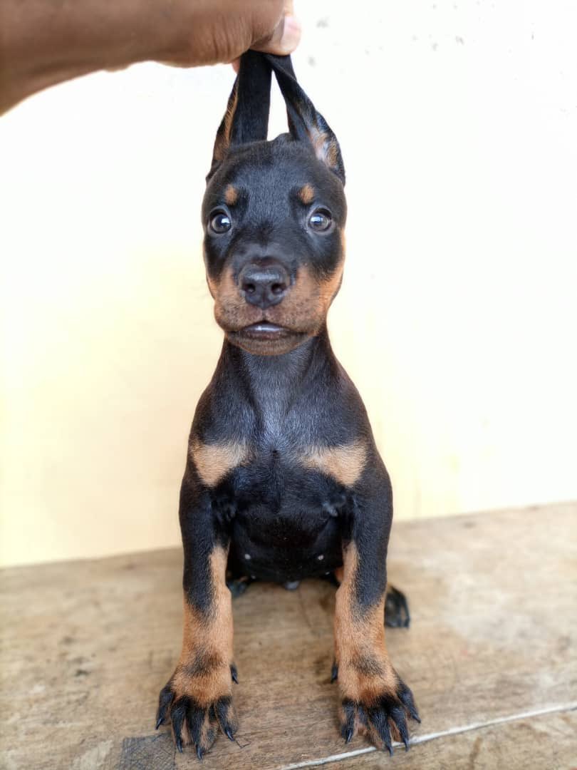 Tata_Passi's tweet photo. Je vends des chiots de race : 

• 5 chiots Dobermann : 
->2 femelles et 3 mâles.
-> 53jours
-> 200.000 Fcfa 

Mon WhatsApp : 673 887 387 

Ou alors en Appel Normal 

Douala _ Bonamoussadi 😚

Merci de Retweeter svp https://t.co/TVu2pyjOW4