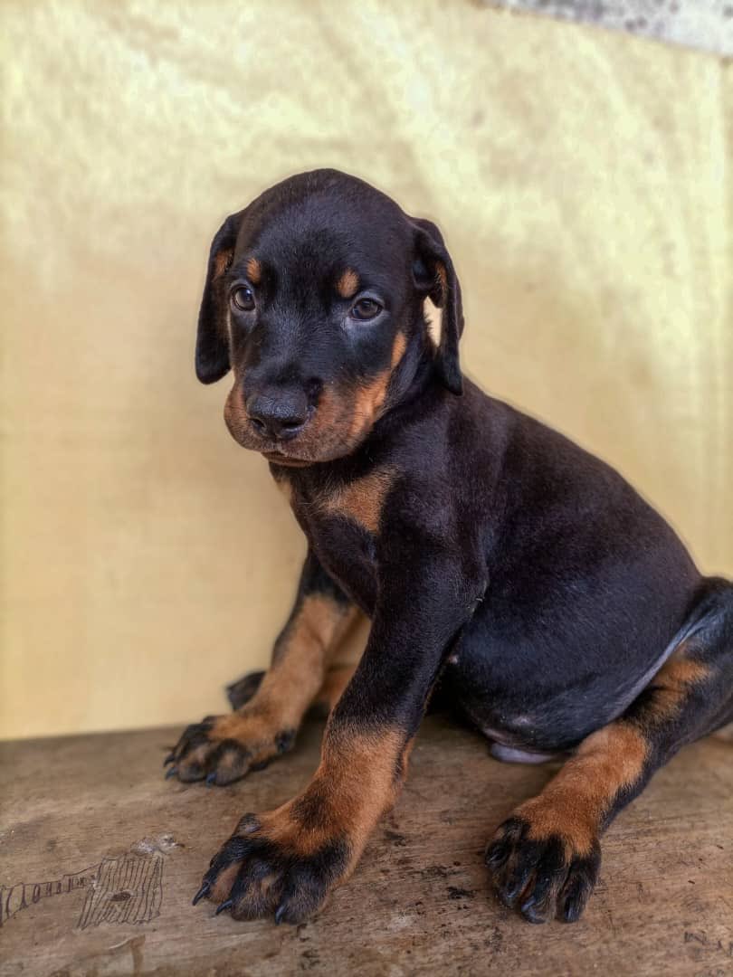 Tata_Passi's tweet photo. Je vends des chiots de race : 

• 5 chiots Dobermann : 
->2 femelles et 3 mâles.
-> 53jours
-> 200.000 Fcfa 

Mon WhatsApp : 673 887 387 

Ou alors en Appel Normal 

Douala _ Bonamoussadi 😚

Merci de Retweeter svp https://t.co/TVu2pyjOW4