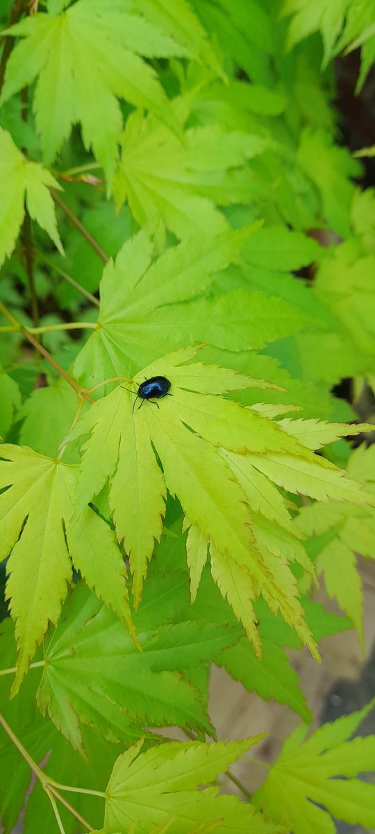 Discovered this little fella on my Acer this morning. Not seen one of these before. Is he a friend or foe??
#wildlife #insects