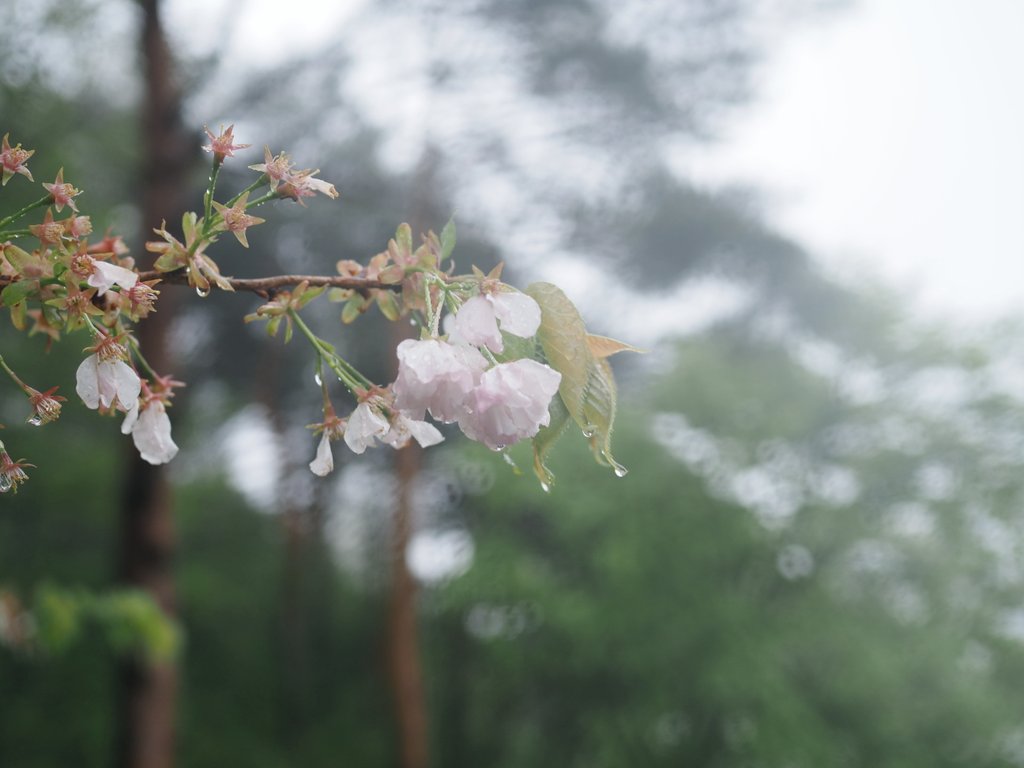 冷たい雨