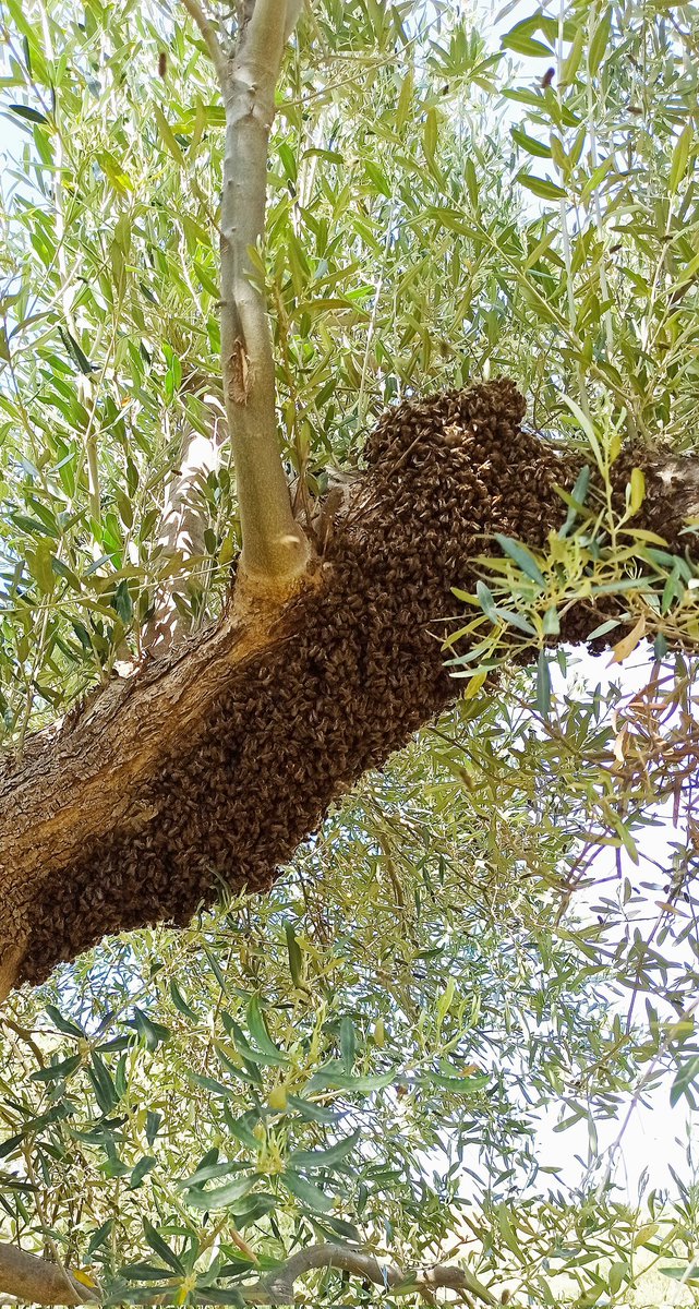 GreekBeeKeeper's tweet image. First #swarm of the year!!! 🐝🐝🐝
#bee #beekeeping #beenature