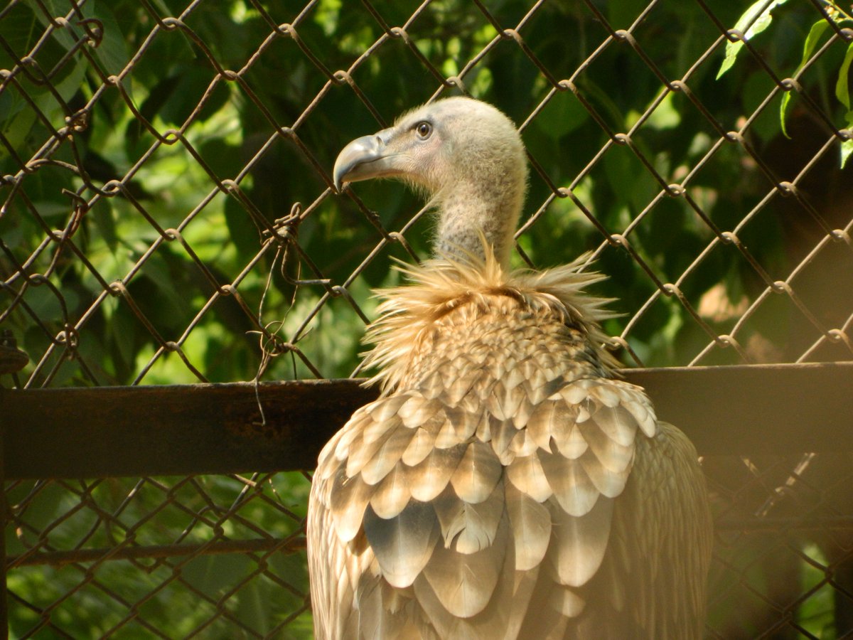 Subhash Pathak 🇮🇳 tweet media