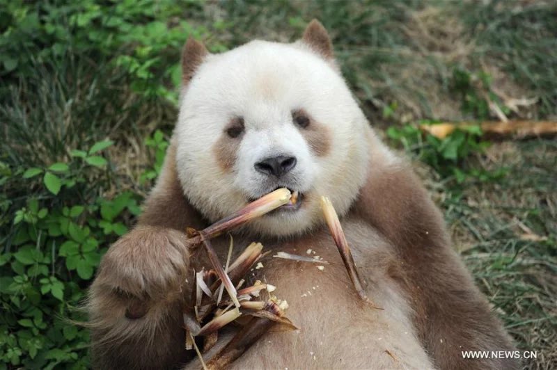 The Qinling Panda is a sub-species of Panda notable for their brown coloured fur as opposed to the Panda’s trademark black and white colours.