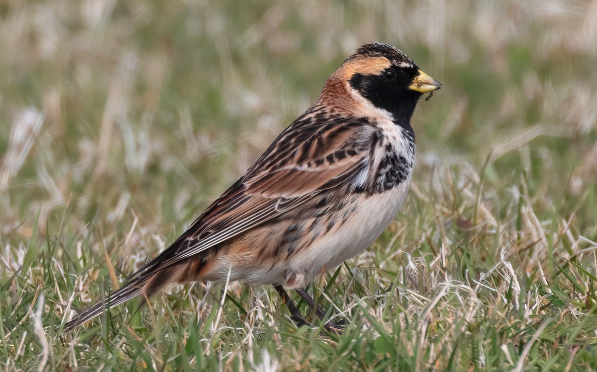 AlexPenn_1's tweet image. An absolute peach of a Lapland Bunting @FI_Obs today - our first of the year. Stunner!