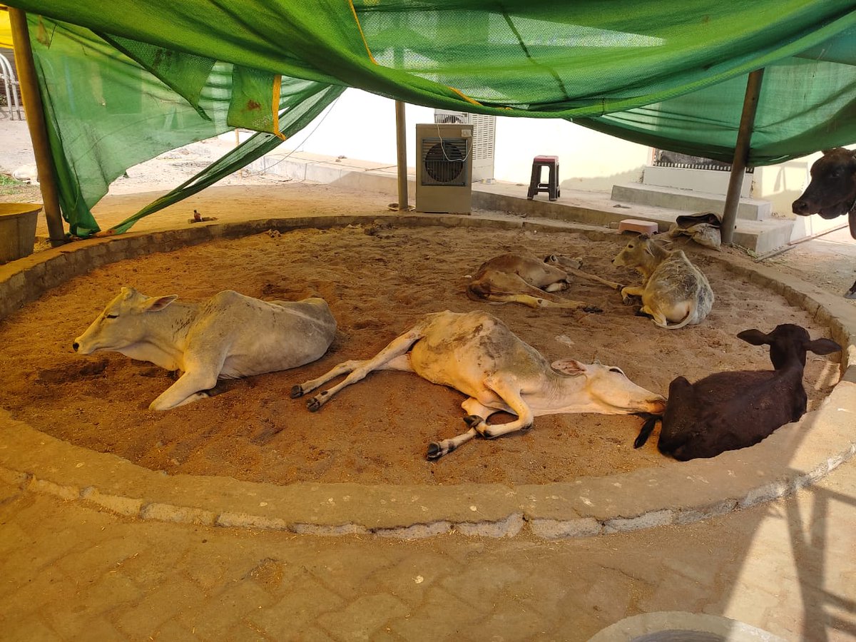 GausewaS's tweet photo. Your every support counts❣️🙏.
We installed coolers for Gaumata to beat the heat of SINGRAULI 🌱.

#cleanmilk
#beattheheat
@locaterobinplus https://t.co/V09HdulOOQ