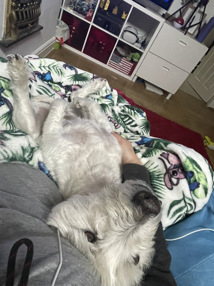 Having a chilled out day with the pupper!! He looks like a rabbit in the second picture!! #kero #rabbit #chilling #selfcareday