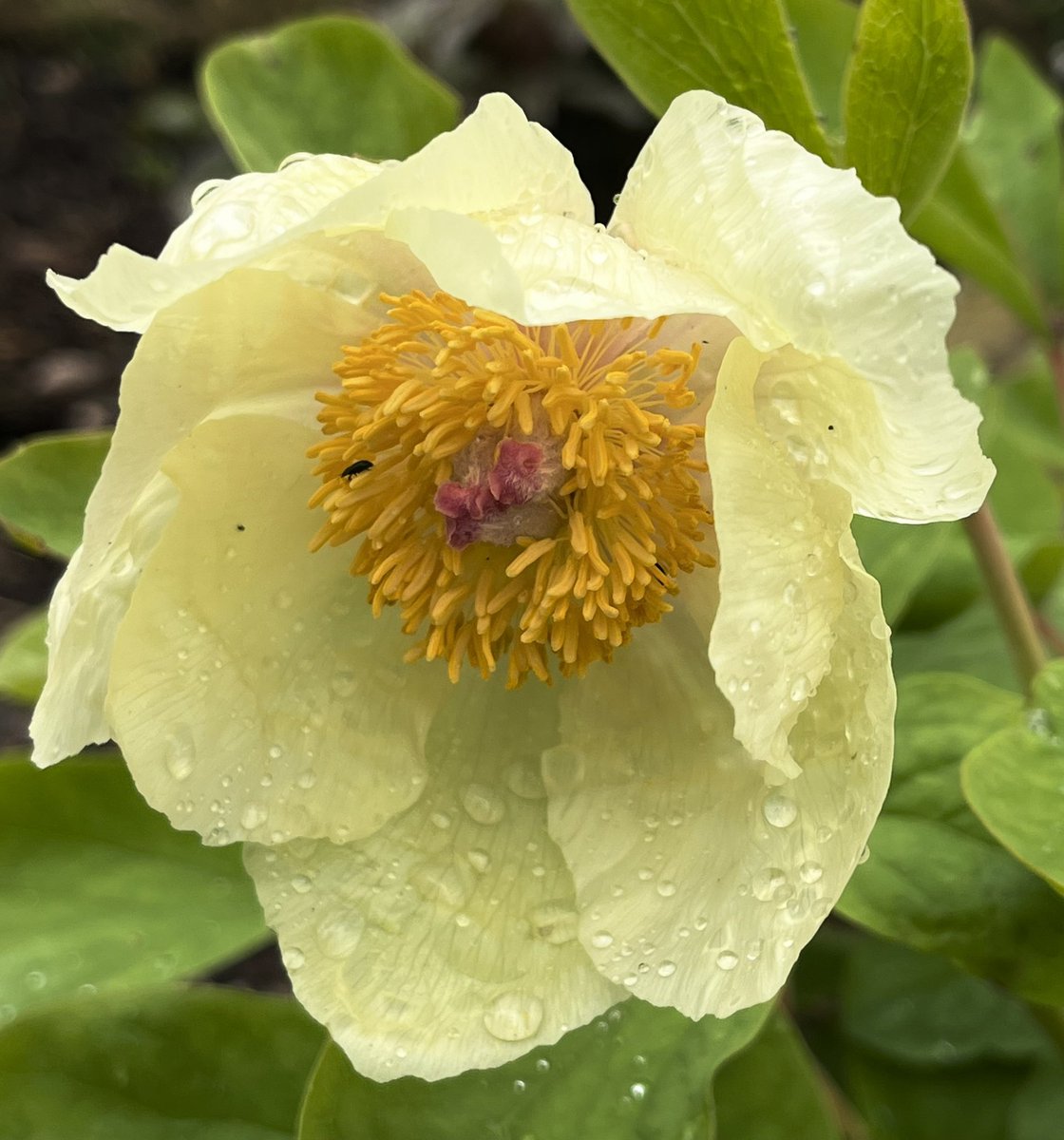 Peony Molly The Witch with rain on just gets better
