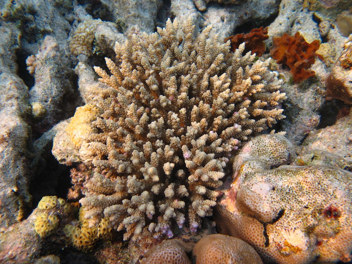 manuelacasasoli's tweet photo. Coral resilience to #climate change

"Spatial variation in lagoon habitats at the Clerke Reef atoll has given rise to corals with increased tolerance to heat."

#Science 
#Coralreefs 
#Ecology 

⏯️Local adaptation in coral reefs
1-https://t.co/3tOoN5q4O8
2-https://t.co/poP6FbKuZu https://t.co/JsaUS7fLCi