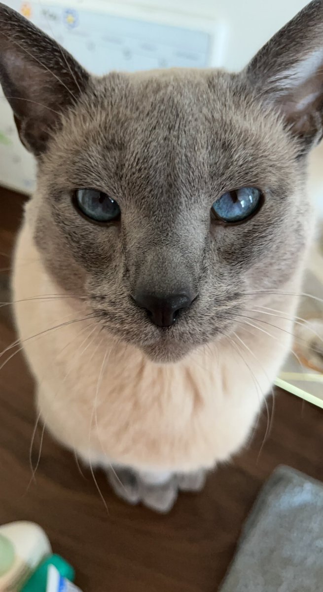 jessdem6's tweet photo. #happy #sunday #connorthecat https://t.co/Vz6H4XMAow