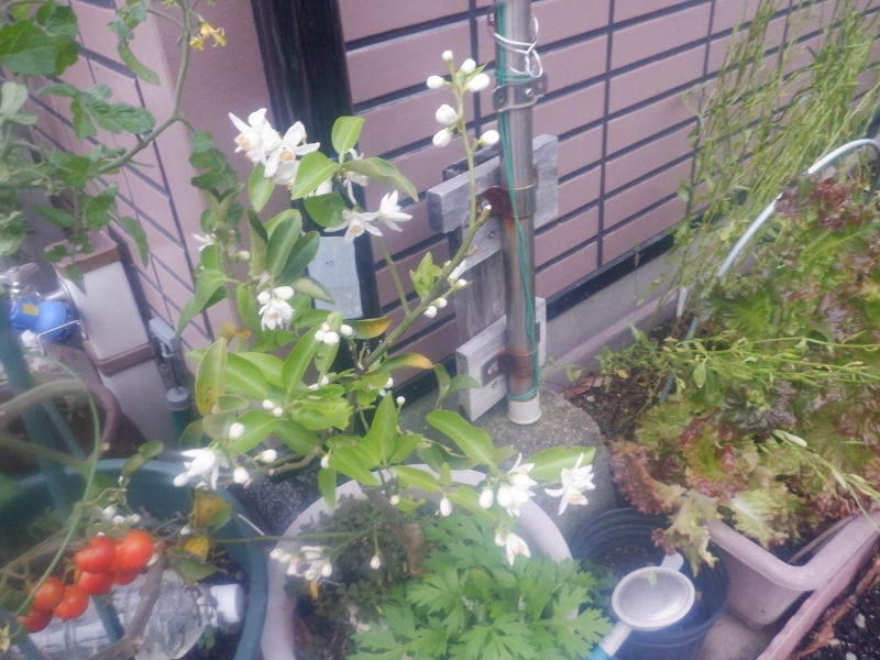 うさ 9 3 コメリで赤ニンニクの種球を買った後 衝動買いで柚子の苗木 を買いました しばらくはプラ鉢で育てようと思っています すでにいくつか実がついているのですが ゆずの育て方のアドバイス頂けたら幸いです T Co H4abwe7x4b Twitter