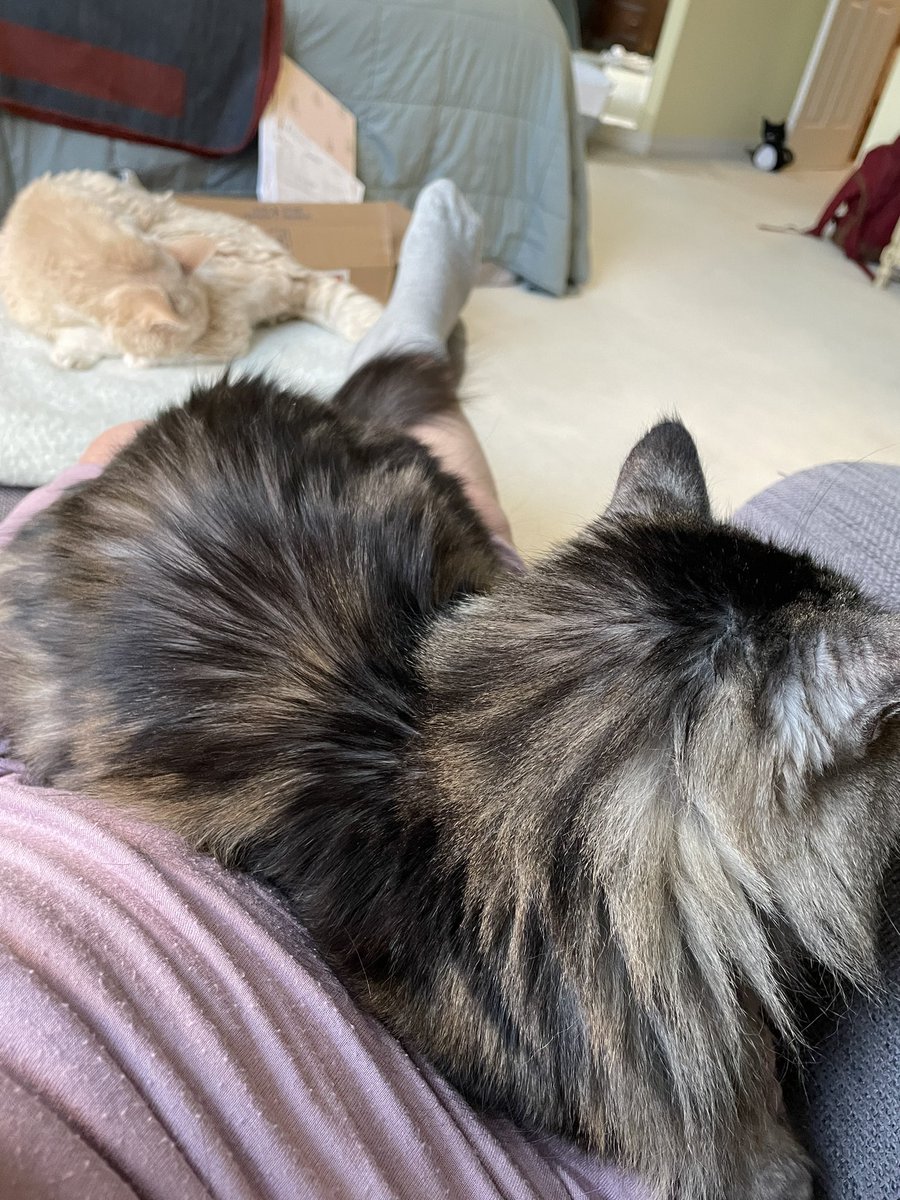 Sunday morning Kitty chats!!