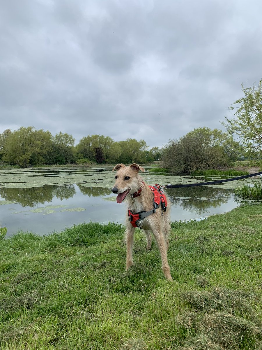 KateDack's tweet image. Vera therapy dog loving life