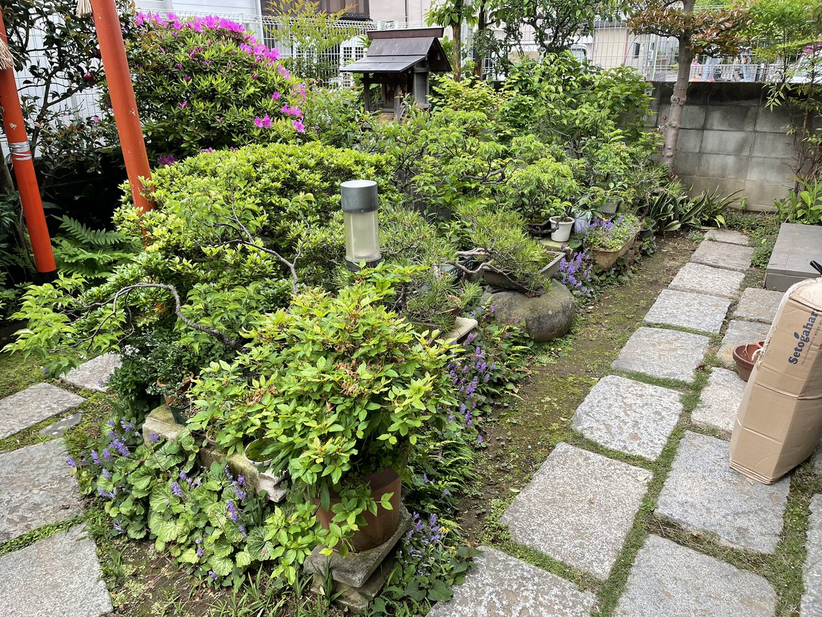 mossgreenkty's tweet photo. 盆栽の師匠宅に遊びに行かせていただきました。
会などには属さず、実生や挿し木から年数をかけて大切に育ててきた鉢ばかり。
黒・赤・五葉松や、ケヤキ・ブナ・モミジなどの雑木類、そのほか桜草なども育てられていました。
憧れの盆栽家です。 https://t.co/uxamAXw1V9