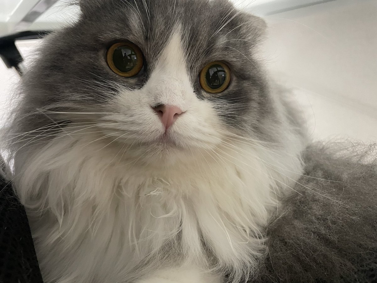 cat_yves1205's tweet photo. お久しぶりです。
激かわ猫のイヴくん載せときます🥺 https://t.co/FrY3I0KDaR