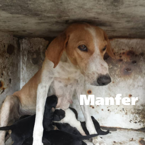 apoyocanino's tweet photo. @josefinaguerra47liber en #Guiue ya logró esterilizar a #Bella, ya #Natasha está resguardada, es la próxima en la lista junto a #Sasha pero falta #Manfer que está recién parida, con una gusanera y tumor de sticker.
Contáctala al +58 412-7670131
o
https://t.co/1MUUJVRmmW https://t.co/xDQcCdiTTo
