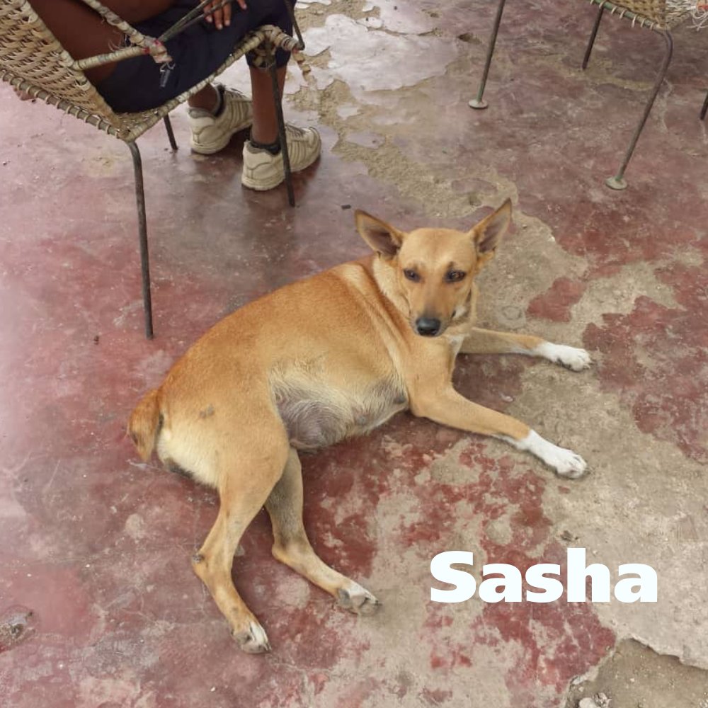 apoyocanino's tweet photo. @josefinaguerra47liber en #Guiue ya logró esterilizar a #Bella, ya #Natasha está resguardada, es la próxima en la lista junto a #Sasha pero falta #Manfer que está recién parida, con una gusanera y tumor de sticker.
Contáctala al +58 412-7670131
o
https://t.co/1MUUJVRmmW https://t.co/xDQcCdiTTo