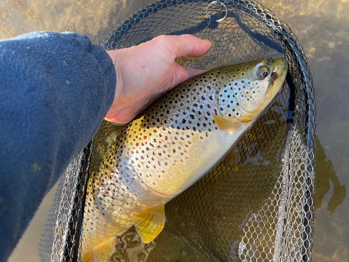 Lake_Simcoe's tweet image. A true gift is finding a wild Brown Trout willing to take a fly. #catchandrelease, #browntrout, #stonefly