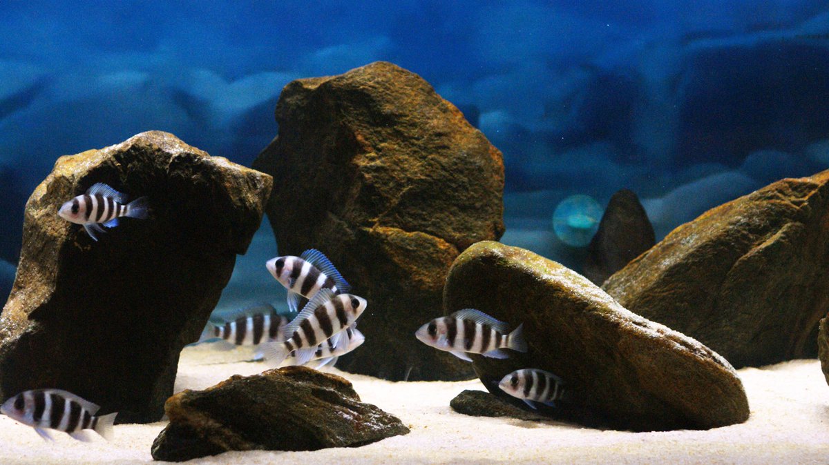 FishparadiseI's tweet photo. Frontosa | Fish paradise https://t.co/7bnrWJX7OR