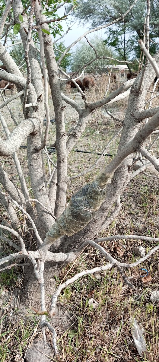 <a href="/nihatalcan/">Nihat ALÇAN</a> hocamla Aralık MTAL bahçesinde bulunan meyve veren Antep fıstığı ağacına havai köklendirme denedik.
<a href="/nihatalcan/">Nihat ALÇAN</a> 
<a href="/igdirmem76/">Iğdır İl Milli Eğitim Müdürlüğü</a> 
<a href="/canl_servet/">Servet CANLI</a> 
<a href="/igdirdogusgazte/">Iğdır Doğuş Gazetesi</a>