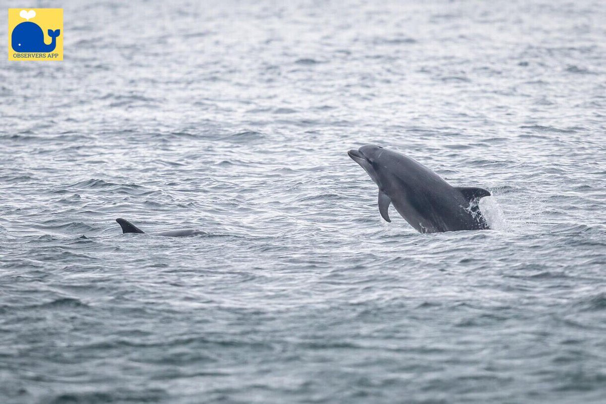 ObserversApp's tweet photo. FIN-tastic shots and record to the @ObserversApp of bottlenose dolphins (Tursiops truncatus) yesterday at Keem Bay, Achill Island, Co. Mayo by @dunbar44 😍 🐬📲

#ObserversApp #bottlenosedolphins #Tech4Good #GettheApp #Tech4All https://t.co/CATYLH3lZy