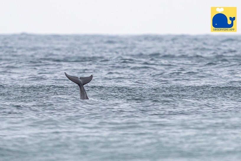 ObserversApp's tweet photo. FIN-tastic shots and record to the @ObserversApp of bottlenose dolphins (Tursiops truncatus) yesterday at Keem Bay, Achill Island, Co. Mayo by @dunbar44 😍 🐬📲

#ObserversApp #bottlenosedolphins #Tech4Good #GettheApp #Tech4All https://t.co/CATYLH3lZy