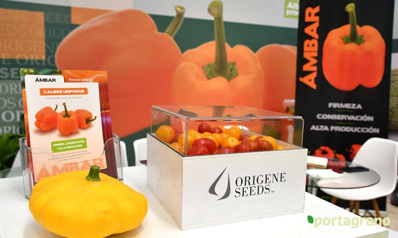 Portagrano's tweet photo. 🆕 Origene #Seeds Ibérica presenta sus credenciales en la feria de Níjar 🌶️🫑
https://t.co/jgXj5kpkzq
La división española de la compañía israelí de obtención vegetal muestra sus primeros #pimientos en #Expolevante, el rojo Ventoluno y el naranja Ámbar 🌱
#OrigeneSeeds #Almeria https://t.co/KJgA3OHJAQ