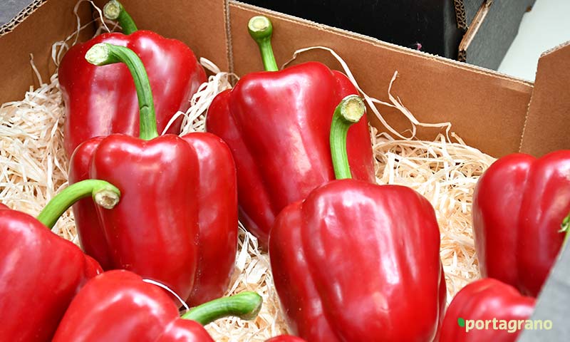 Portagrano's tweet photo. 🆕 Origene #Seeds Ibérica presenta sus credenciales en la feria de Níjar 🌶️🫑
https://t.co/jgXj5kpkzq
La división española de la compañía israelí de obtención vegetal muestra sus primeros #pimientos en #Expolevante, el rojo Ventoluno y el naranja Ámbar 🌱
#OrigeneSeeds #Almeria https://t.co/KJgA3OHJAQ