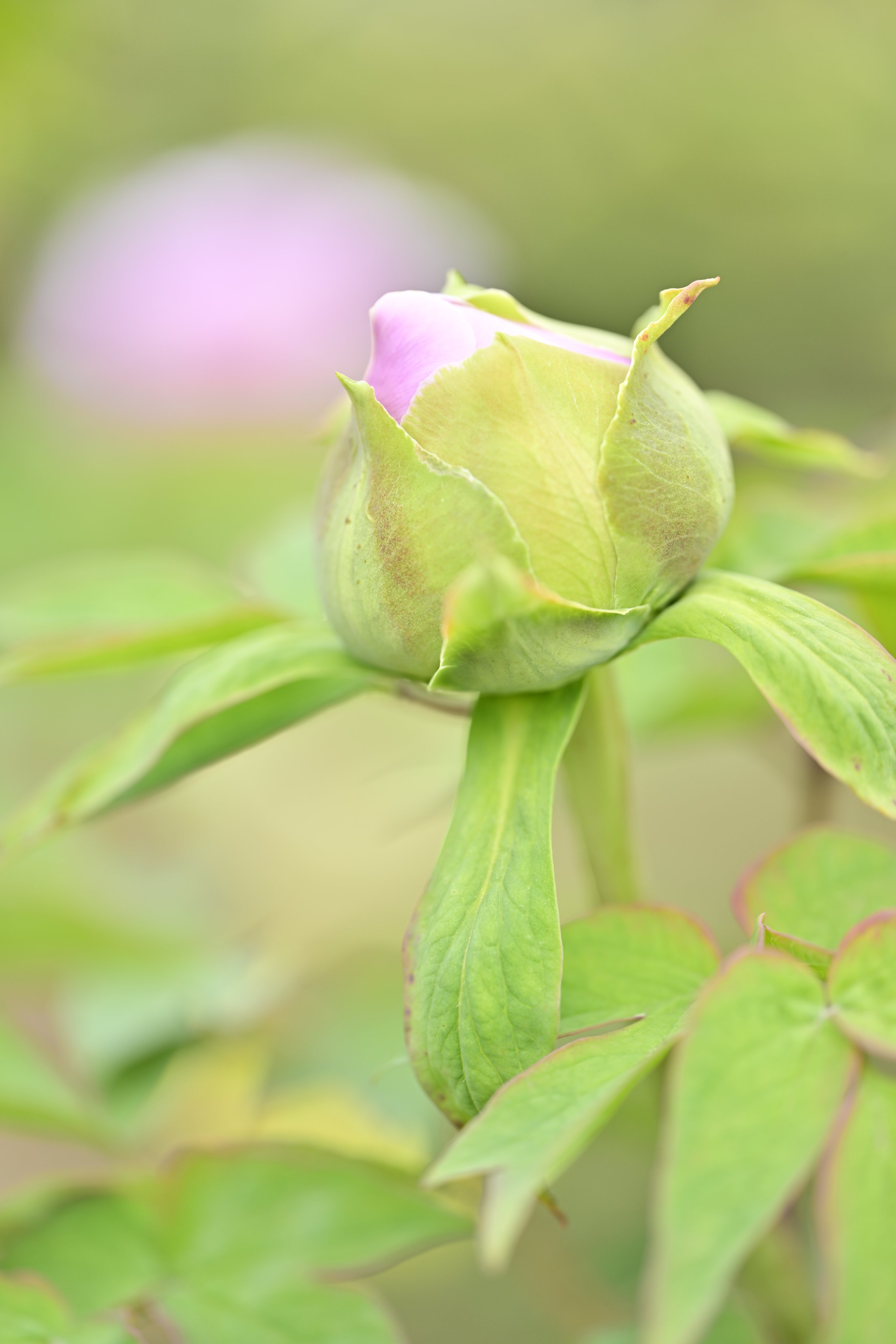 Ai Obuchi Chai Chai To Ai Twitter