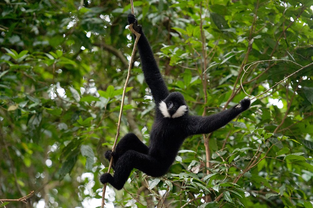 noodlegibbon's tweet image. Yuor succulence ...