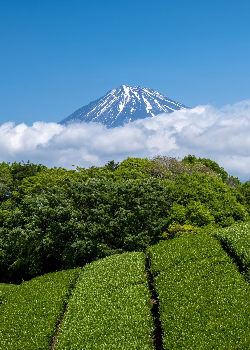 HD_Japan's tweet photo. Iconic Shizuoka - tea trees and Fuji-san https://t.co/75aOhR2V3u
