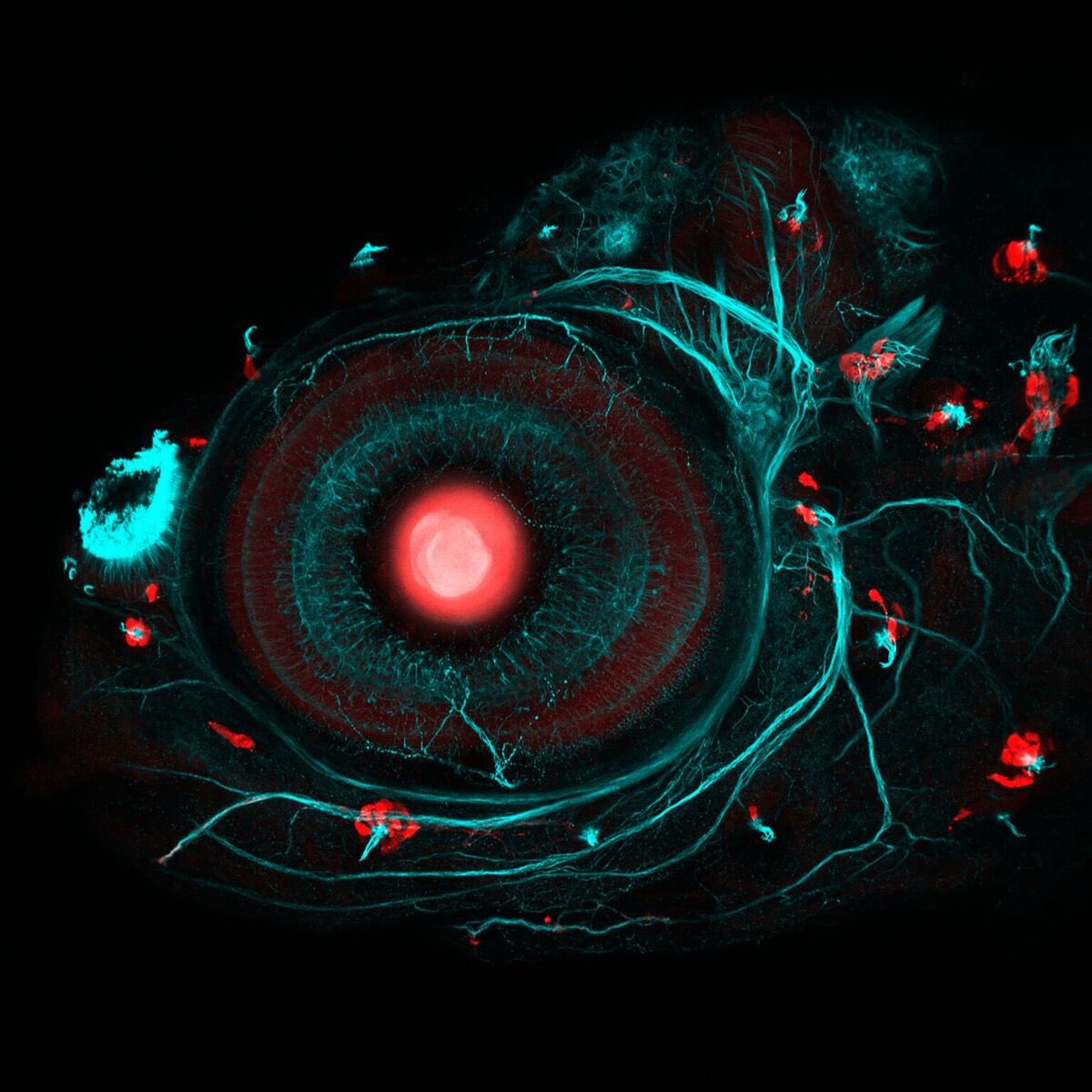 Zebrafish Rock! (@zebrafishrock) on Twitter photo Confocal image of the head of a four-day-old #zebrafish larva. Credit to @ingrid_lekk & <a href="/stevewilsonlab/">Wilson Lab</a>. #ZebrafishZunday Confocal image of the head of a four-day-old #zebrafish larva. Credit to @ingrid_lekk & <a href="/stevewilsonlab/">Wilson Lab</a>. #ZebrafishZunday