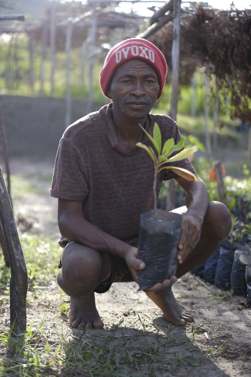 Over 15,000 tree species are globally threatened. That's why we plant many endemic and endangered tree species like this Voapaky tree in Madagascar, together with the Tropical Biodiversity &amp; Social Enterprise (TBSE), Oxford Brookes University, and University of Hamburg 🌱🌿
