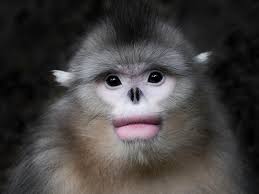 monkeywithlips's tweet photo. @noodlegibbon helo, my friend!! https://t.co/3kSbMTxG3q