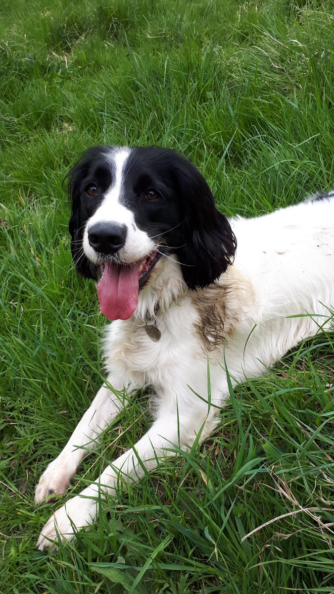 SueHarr15455249's tweet photo. @JonnyMc45388162 Ahhh... my fave #PDHarper 😍
I found 🦊💩 - mum not too happy but I luv it 😂🐾🐾 https://t.co/x3lTPrX88w