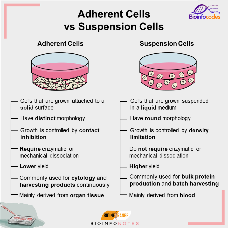bioinfocodes's tweet photo. New #bioinfonotes about Adherent Cells vs Suspension Cells has been published ! #biology #science #adherentcells #suspensioncells #solid #blood #protein #biologynotes https://t.co/26TfIkLzSo