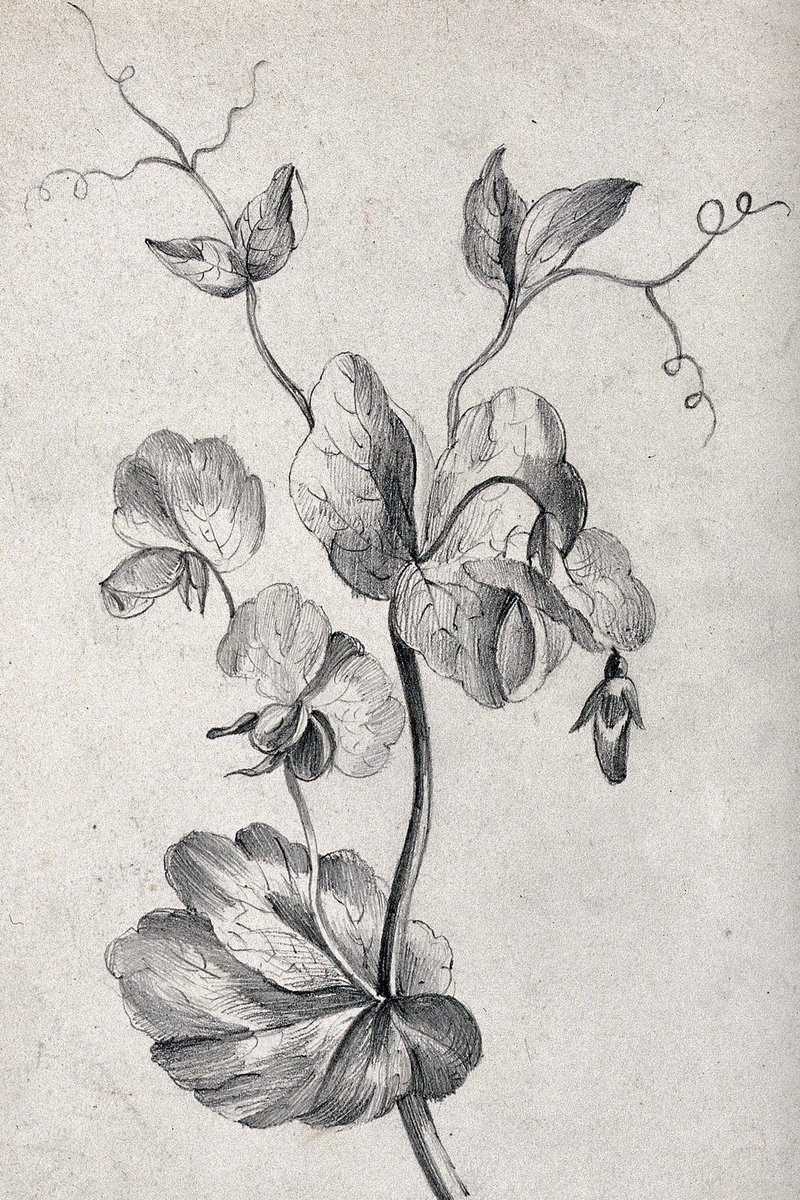JamesWoodforde1's tweet photo. 1 May 1764
For a Pound of exceeding fine Scotch Snuff this Afternoon at #Babcary at the Shop pd 0.1.8. I have been very busy in howing my Peas and Beans to day in my Garden at Babcary. https://t.co/C6LKxH0iY5