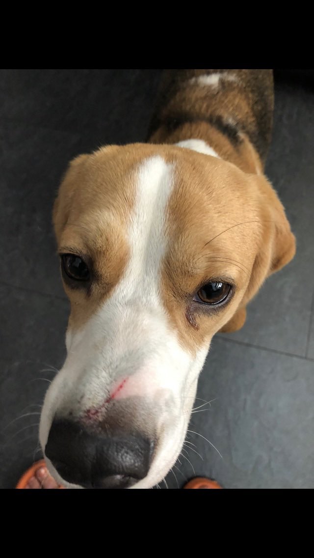 Trevor the nasty cat down the road has scratched my nose 😞🐶😞 #BeaglesofTwitter #beagles #Maggi