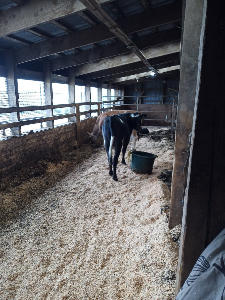 Trying out an aerated pack for the calves