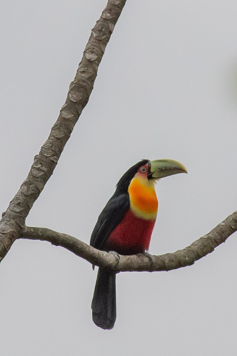 MoradaDosCanyon's tweet photo. Tucano visto próximo as casas 01 e 02.

#tucano #aparadosdaserra #moradadoscanyons #domingo #praiagrandesc #Viajar  #santacatarina https://t.co/A7LSPISzIJ