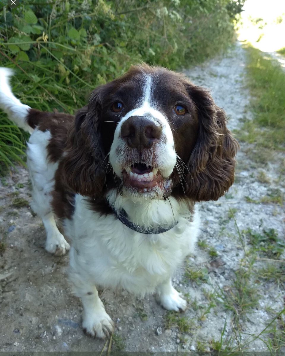 Trudeestweets's tweet photo. @coopukinsurance #NationalPetMonth
#CoopInsurancePets
#TeamDog
Scratch has his Paws crossed πΆπΎ https://t.co/Mr7ugHAVS2