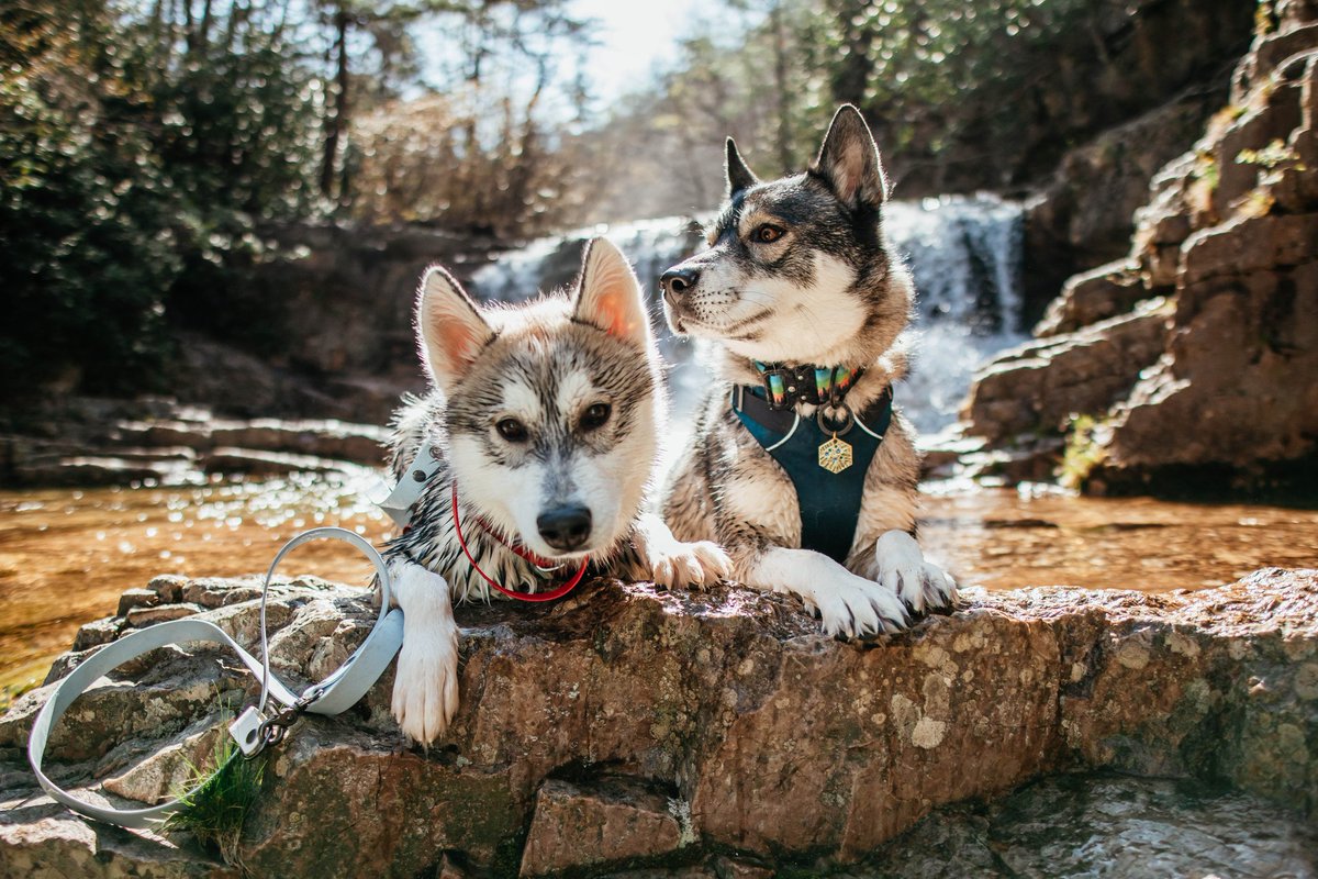 It's pretty gloomy this morning..... so we're day dreaming about this place. ☀️🖤
#dogsoftwitter #twitterdogcommunity #goodmorning