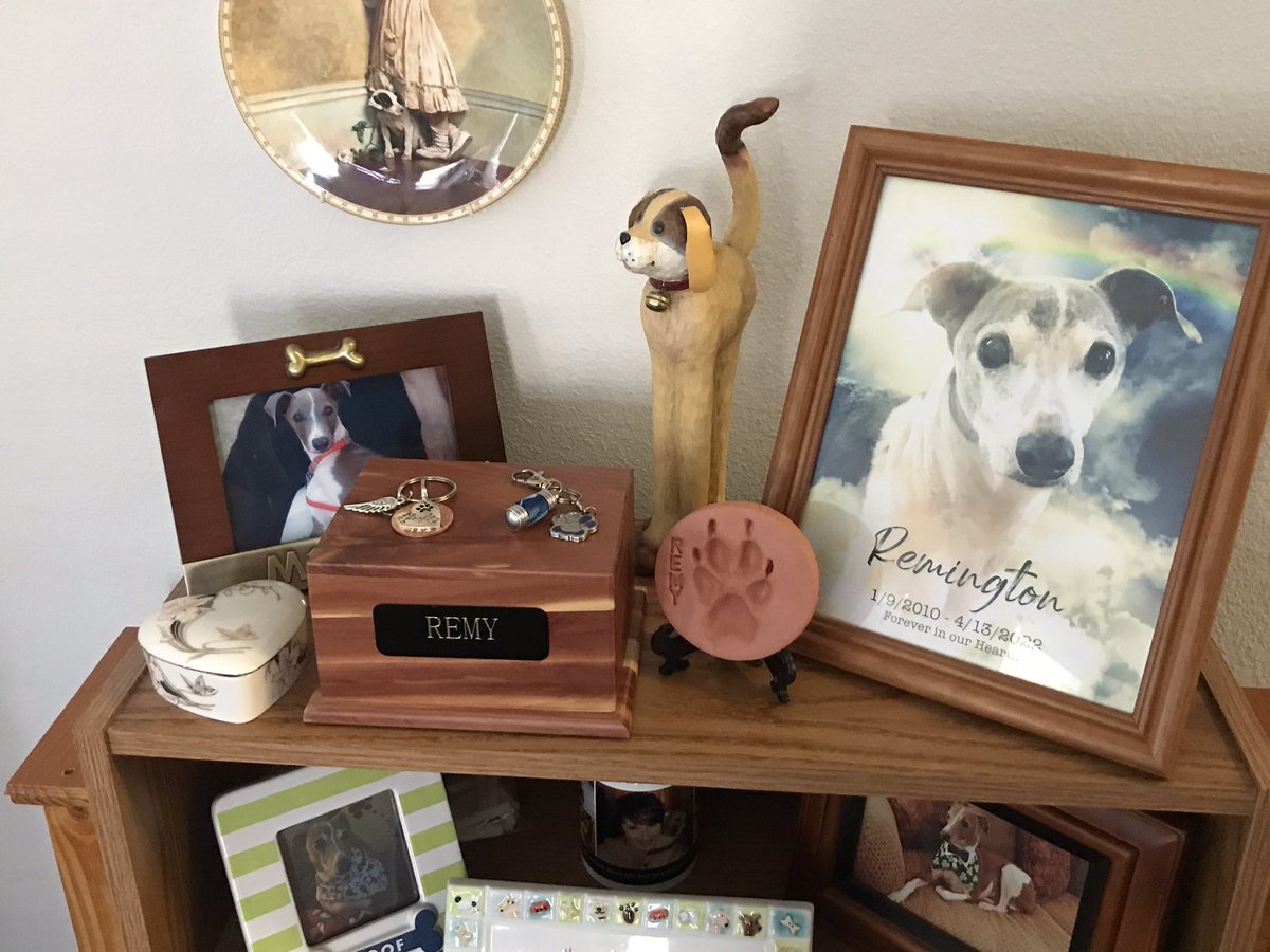 My Remy is home. Today would have been his 12th Gotcha Day. I know he’s playing with his pals OTRB &amp; watching over me. ❤️🐾🌈 I’m keeping his account open because I love you all so very much &amp; am grateful for years of friendship!