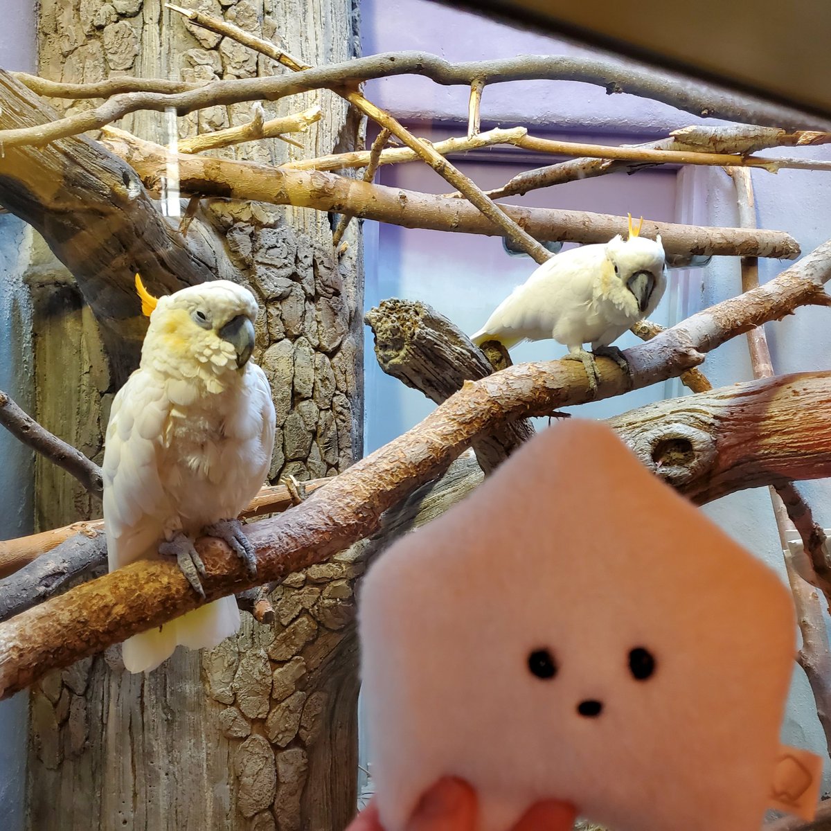 sucklet7's tweet photo. why is he (π¦) staring at me like that.
#sucklet. #birdlet. #scaredlet. https://t.co/3XH9NqfK9S