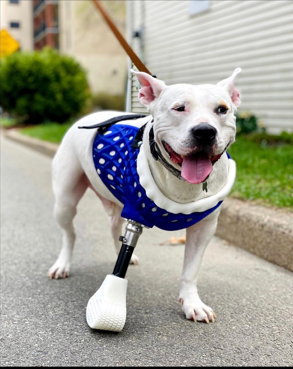 PetCompMagz's tweet photo. We're rolling into the new month with a spotlight on an @3d.pets!
Read more here: https://t.co/bLjZqeMxH6

#petcompanionmagazine #3dpets #divedesign #3dprinting #petprosthetics #innovation #petmobilitydevices https://t.co/JrSnTj2oXf
