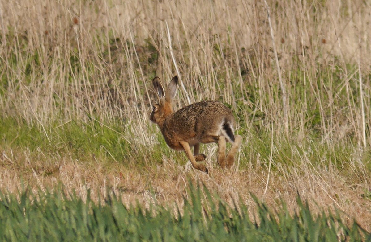 I was out early greatest morning trying to find Grey Partridge for the Bucks Bird race team. I found a pair but they disappeared before the team arrived 🙄 However I was pleased to get nice views of this Hare. Near Little Marlow.