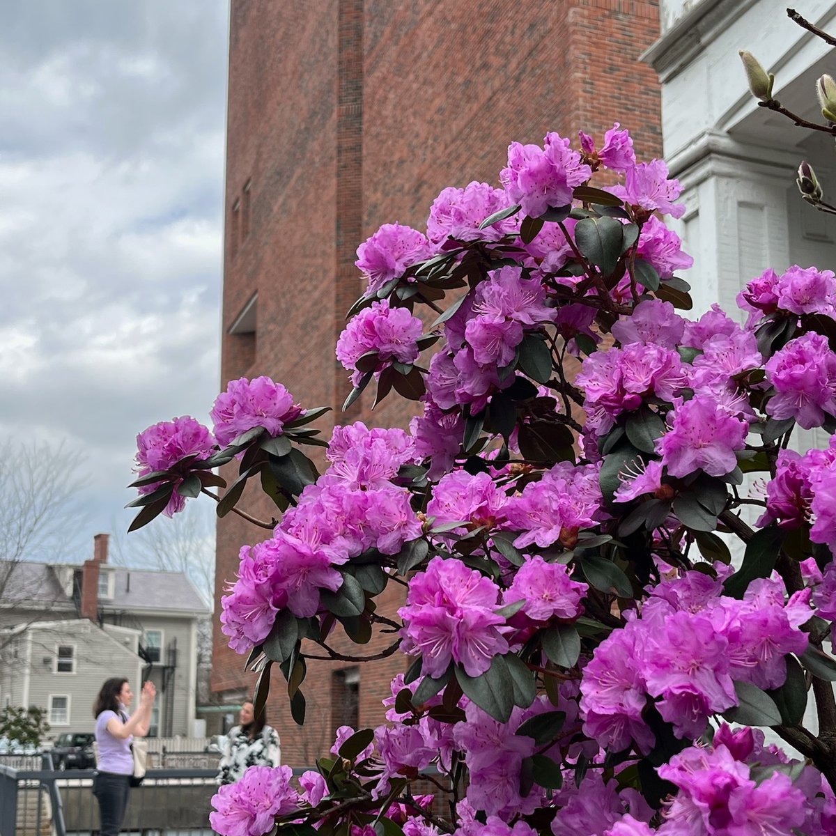 Looks like April showers really do bring May flowers. 🌷 #HarvardInSpring