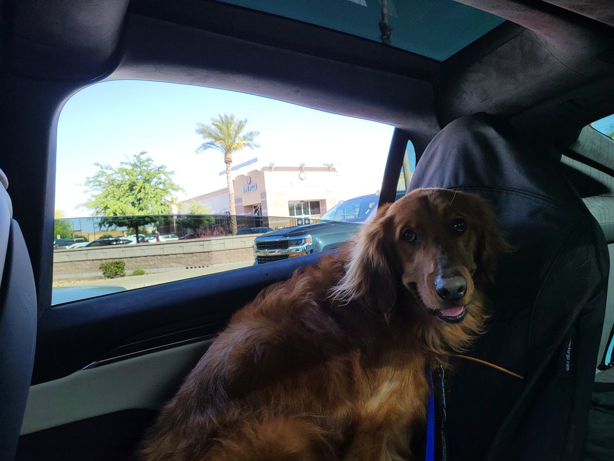FurryGoldDreamz's tweet photo. Rudder loves ❤️ moms new Tesla #Tesla #GoldenRetrievers #furrygoldendreamz https://t.co/OIp9798xuQ