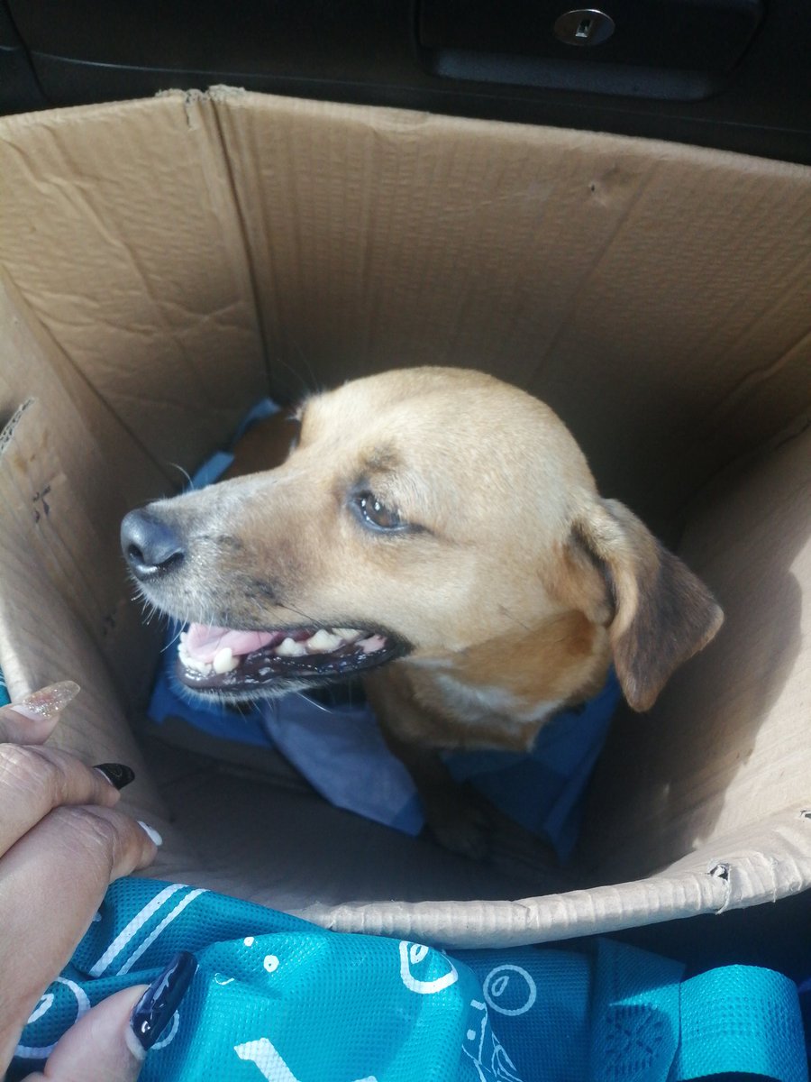 Mariane0621's tweet photo. Ya está conmigo gracias  @tonyboxing1 por su apoyo en la búsqueda de Koki se necesita hogar para ella RT 
Cualquier apoyo bien recibido mañana tiene que ir al veterinario se ve sana ojalá y así sea ya que saben que tengo casa llena y es un peligro. No pude dejarla 💔en ese carton https://t.co/bwST4gOWmn